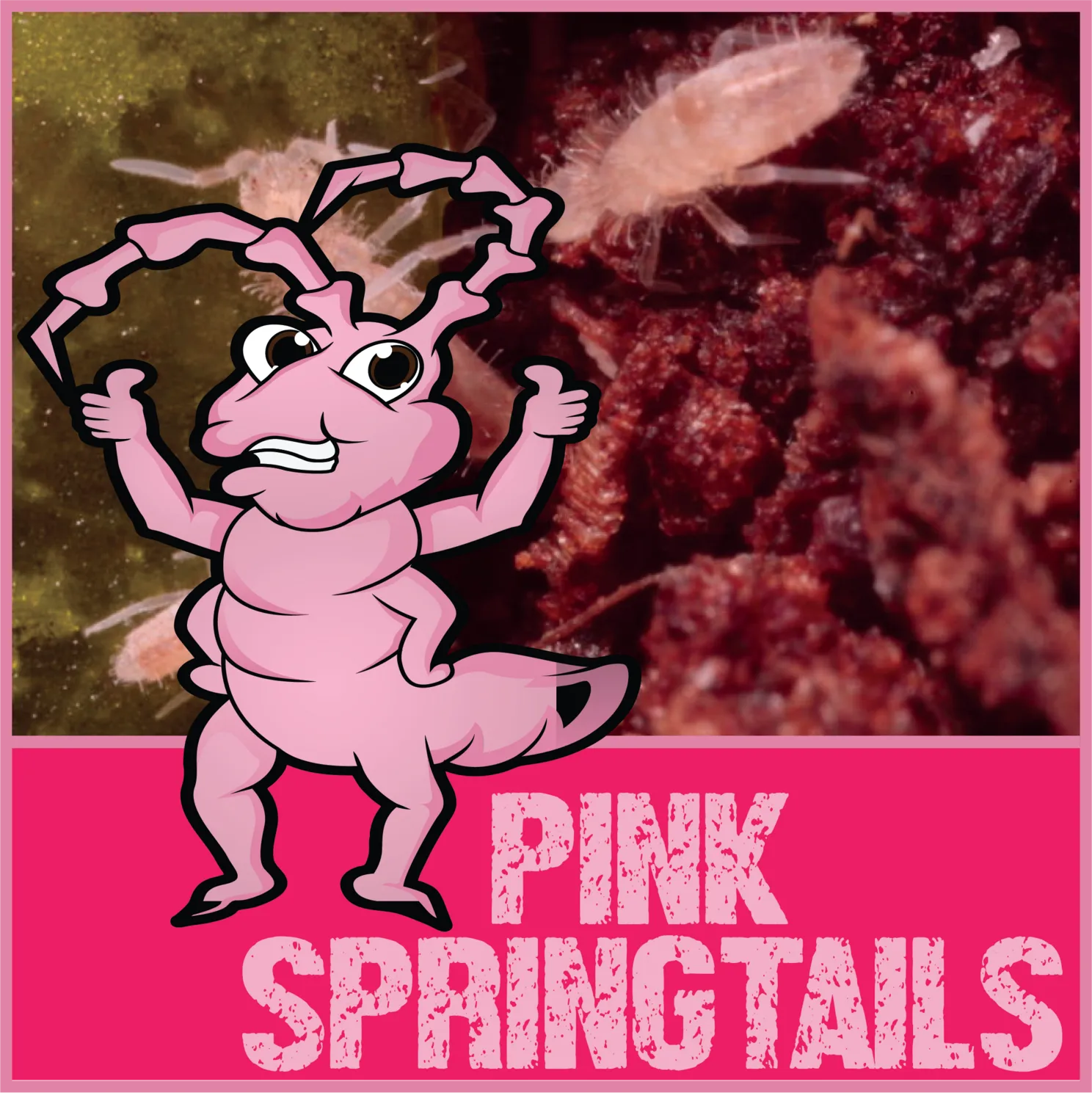 Coecobrya tenebricosa - Tropical Pink Springtails