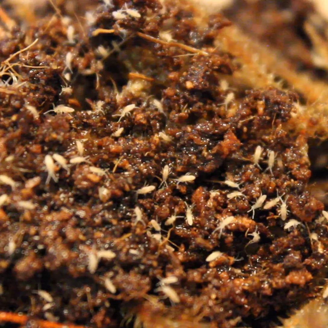 Coecobrya tenebricosa - Tropical Pink Springtails